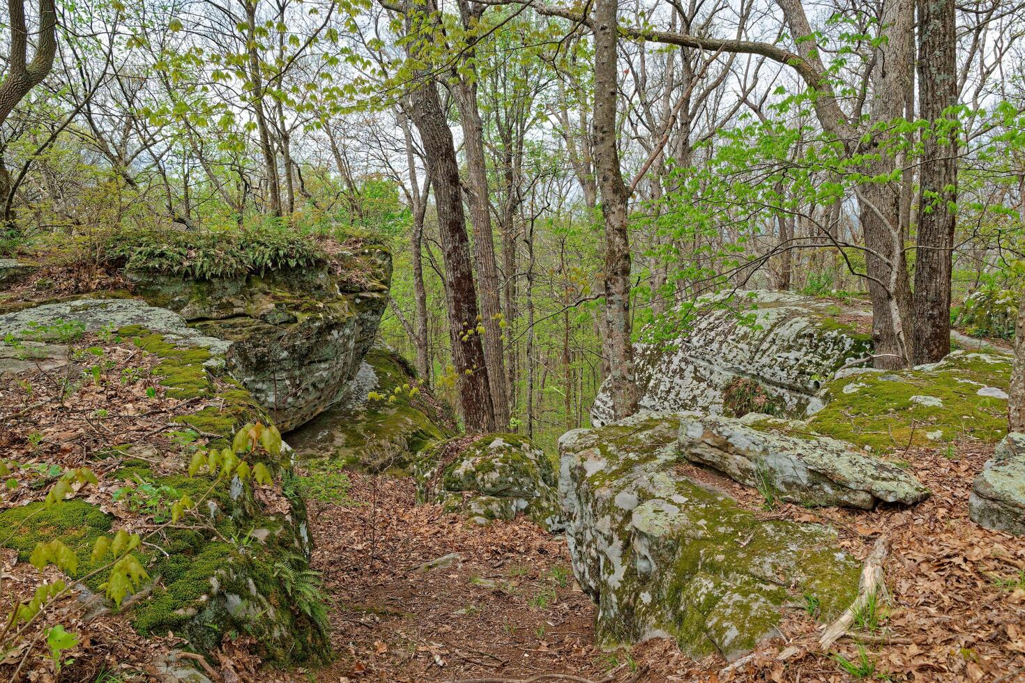 Trail between the boulders photo