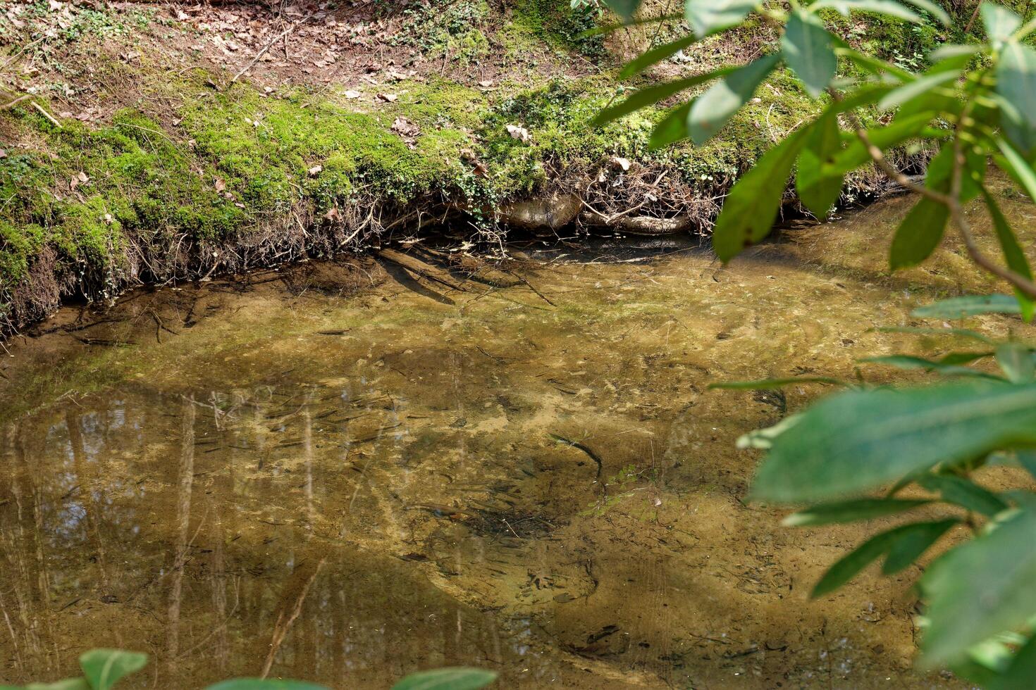 School of fish in a creek photo