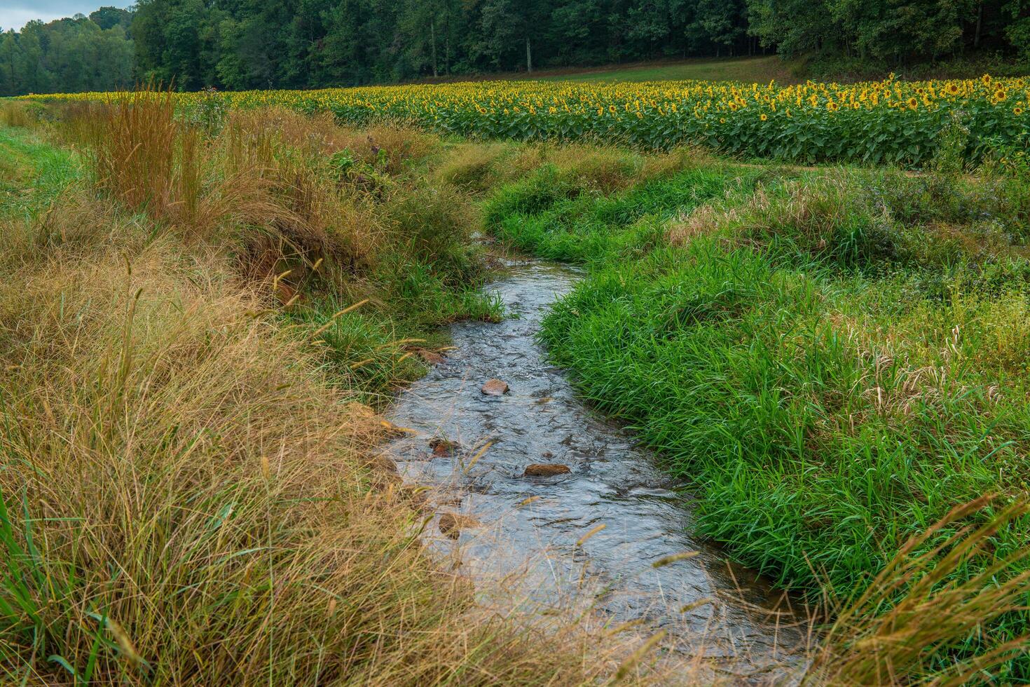 Sunflower field with a creek photo