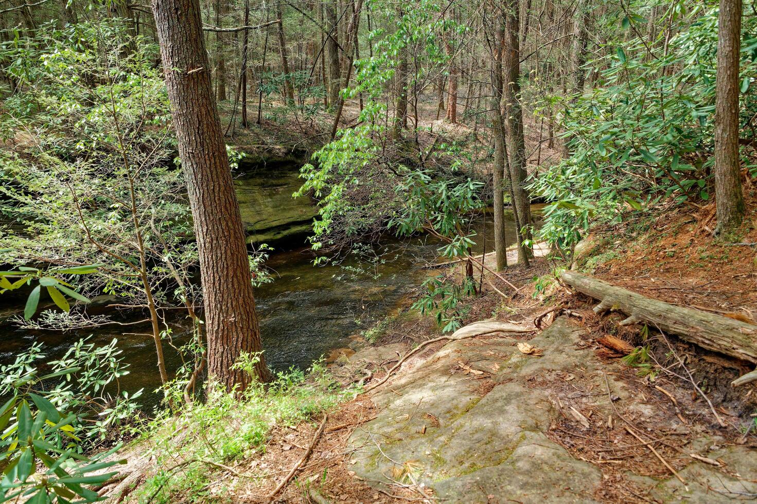 Trail going down to the creek photo