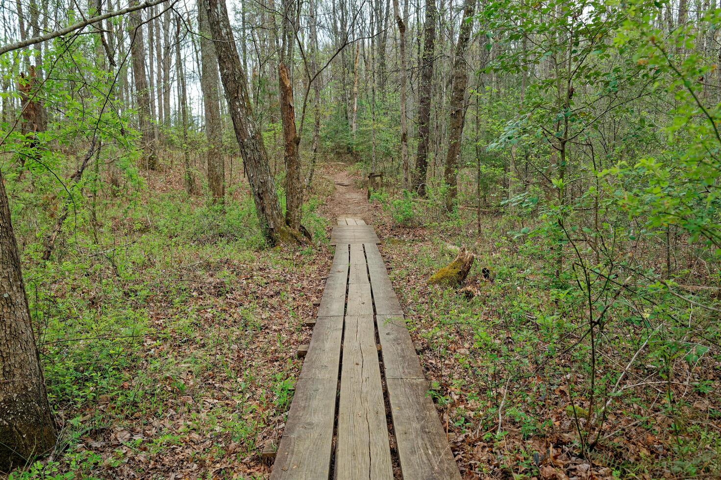 Boardwalk through the forest photo