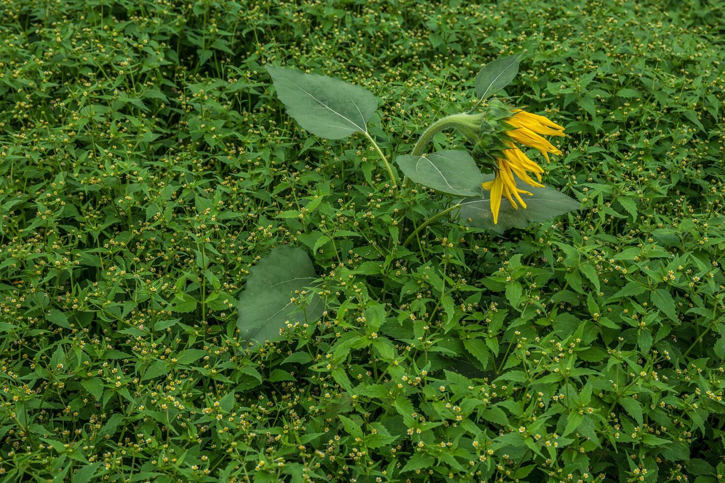 Sunflower surrounded by wildflowers photo