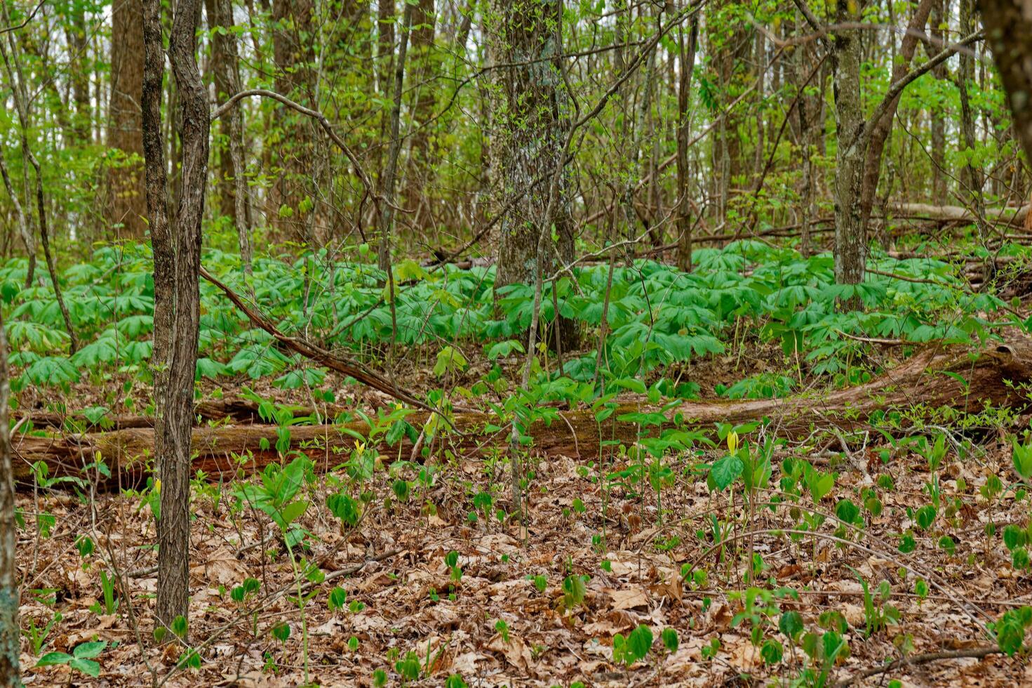 First signs of spring in the forest photo