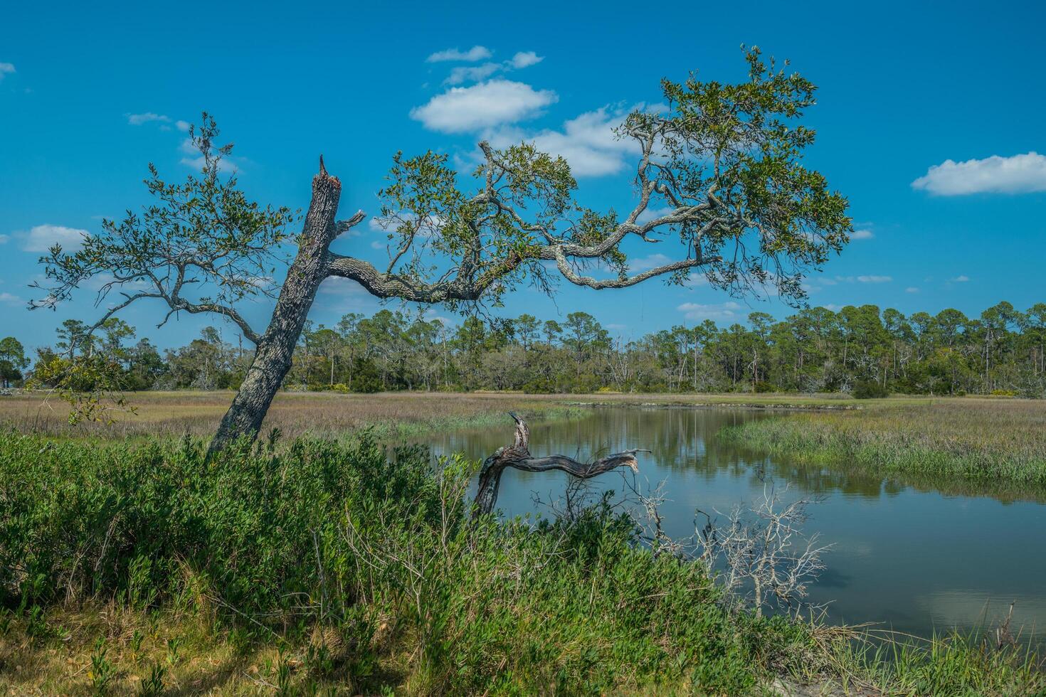 Wetlands at Jekyll island, Georgia photo