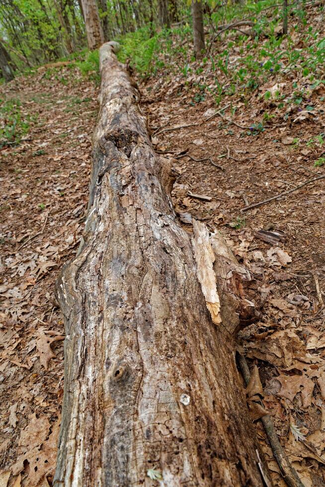 Fallen tree in the forest photo