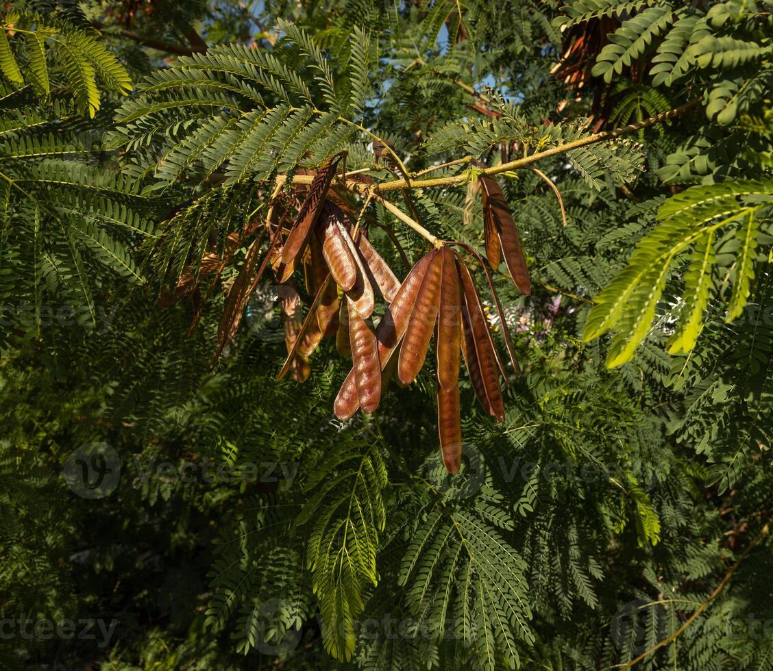 green lush branches of leucaena with seeds. acacia. wallpaper. High quality photo