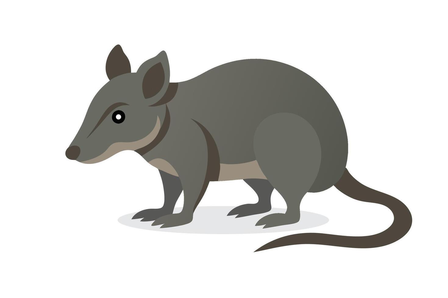 Elephant Shrew animal isolated flat illustration on white background vector