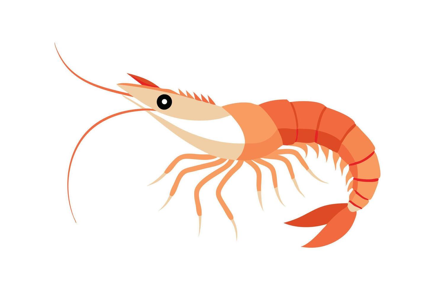 Emperor Shrimp under water animal flat illustration. vector