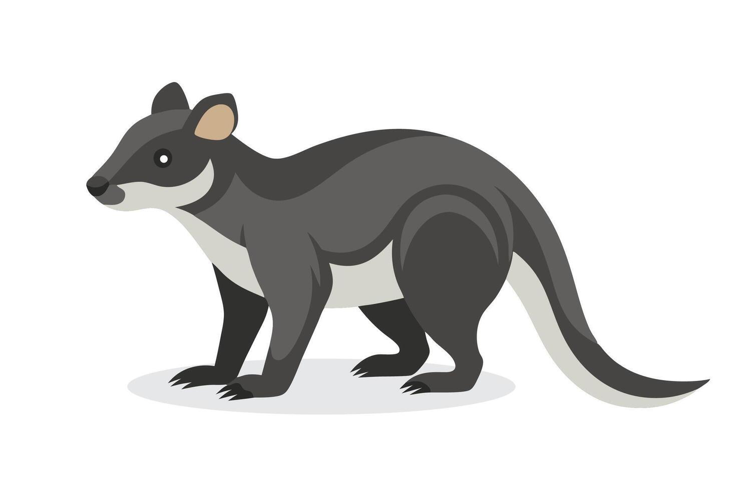 Ratel animal isolated flat illustration on white background vector