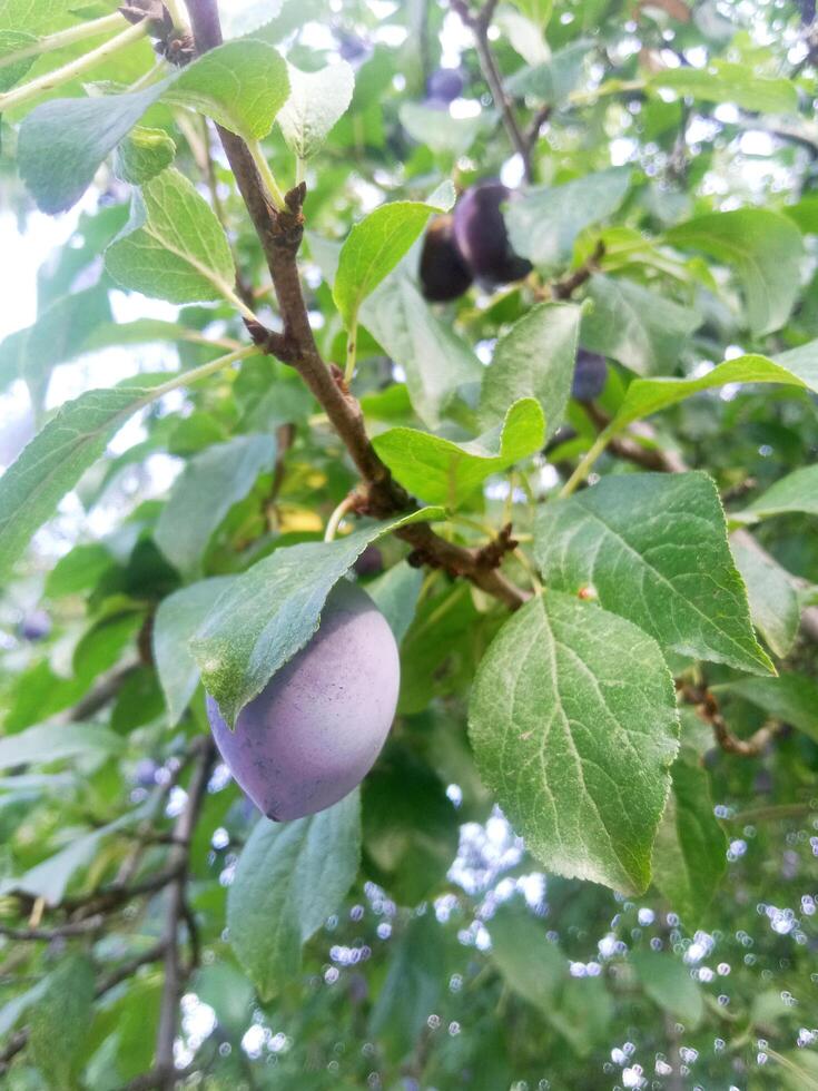 ripe plum on a tree with green leaves photo