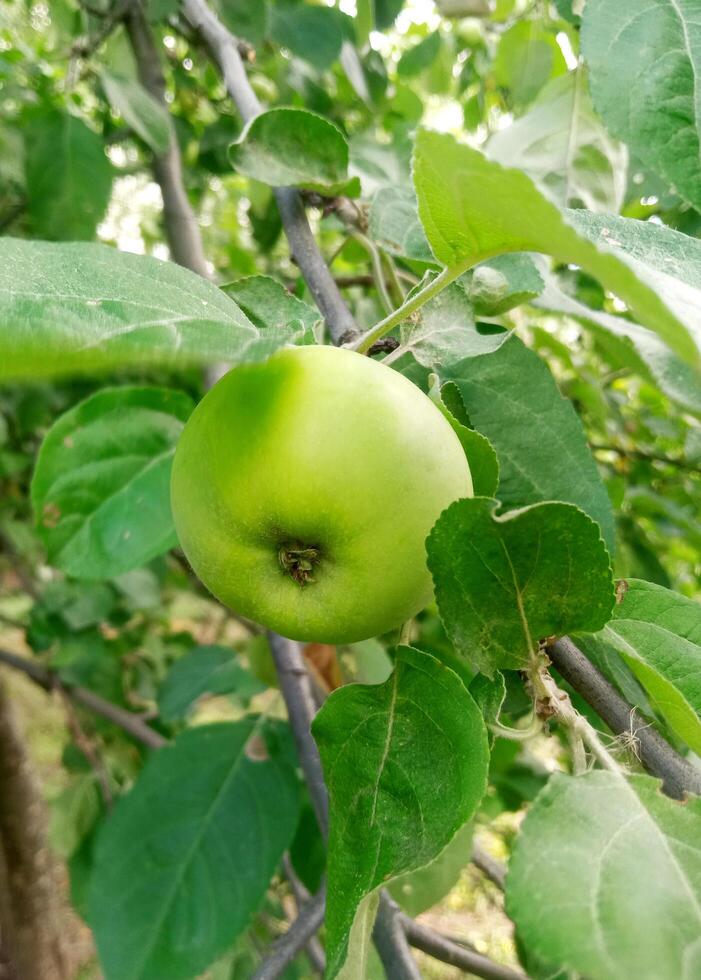 A green apple on the tree photo