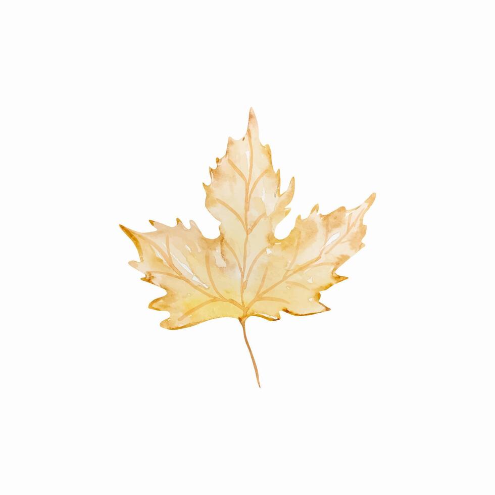 Watercolor autumn leaf vector