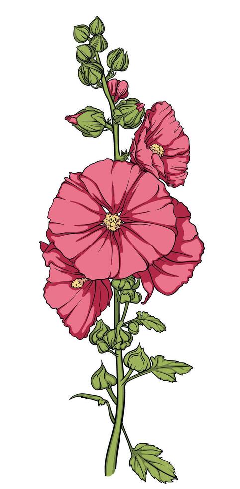 A beautiful pink flower surrounded by buds and leaves in full bloom. Delicate detailed mallow with bright petals and lush green leaves vector