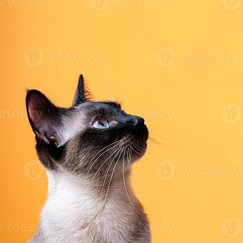 A siamese cat looking up on an orange background photo