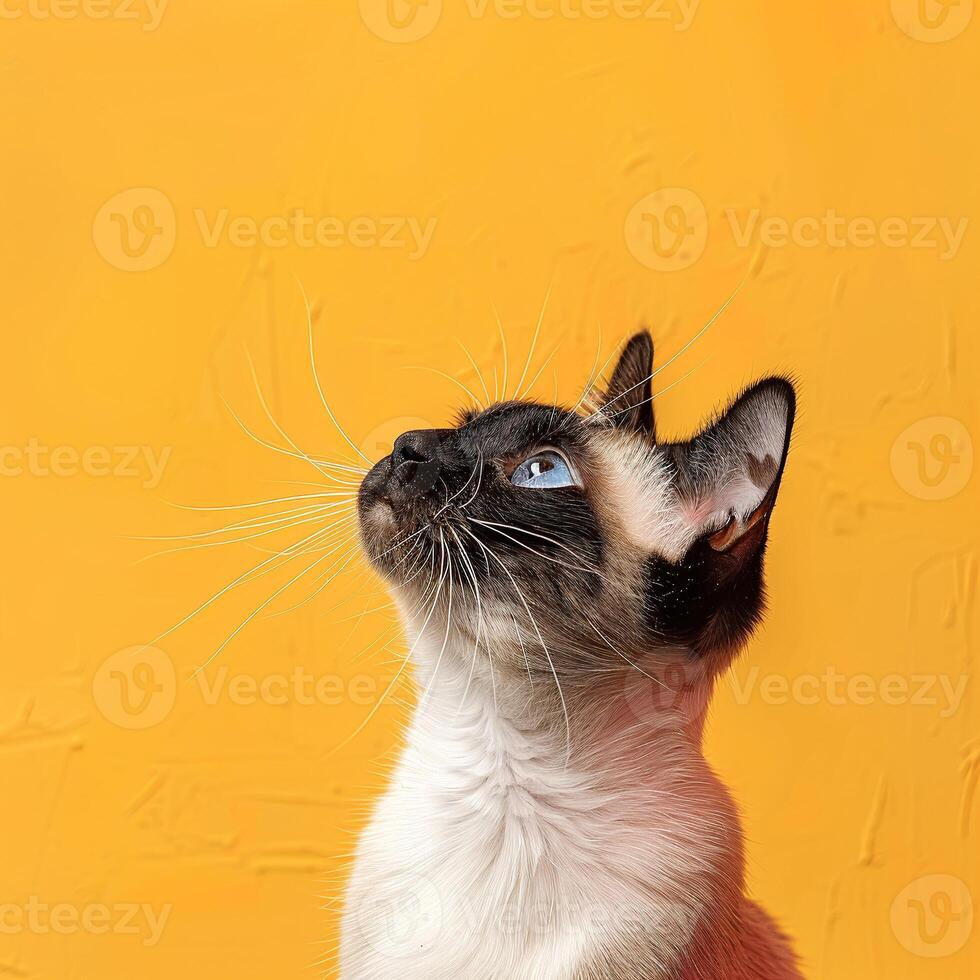 A siamese cat looking up at something on a yellow background photo