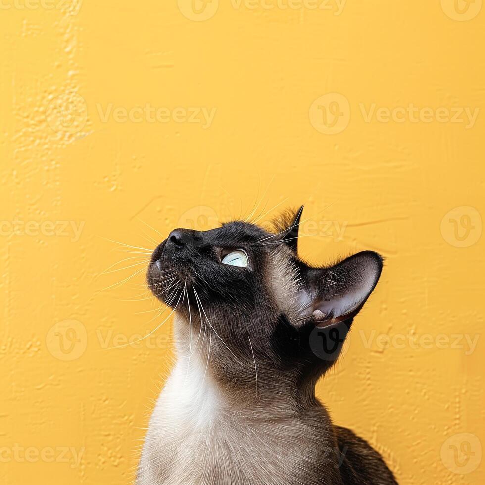 A siamese cat looking up at something on a yellow wall photo