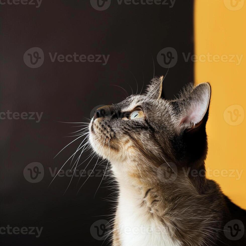 A cat looking up at something on a yellow and black background photo