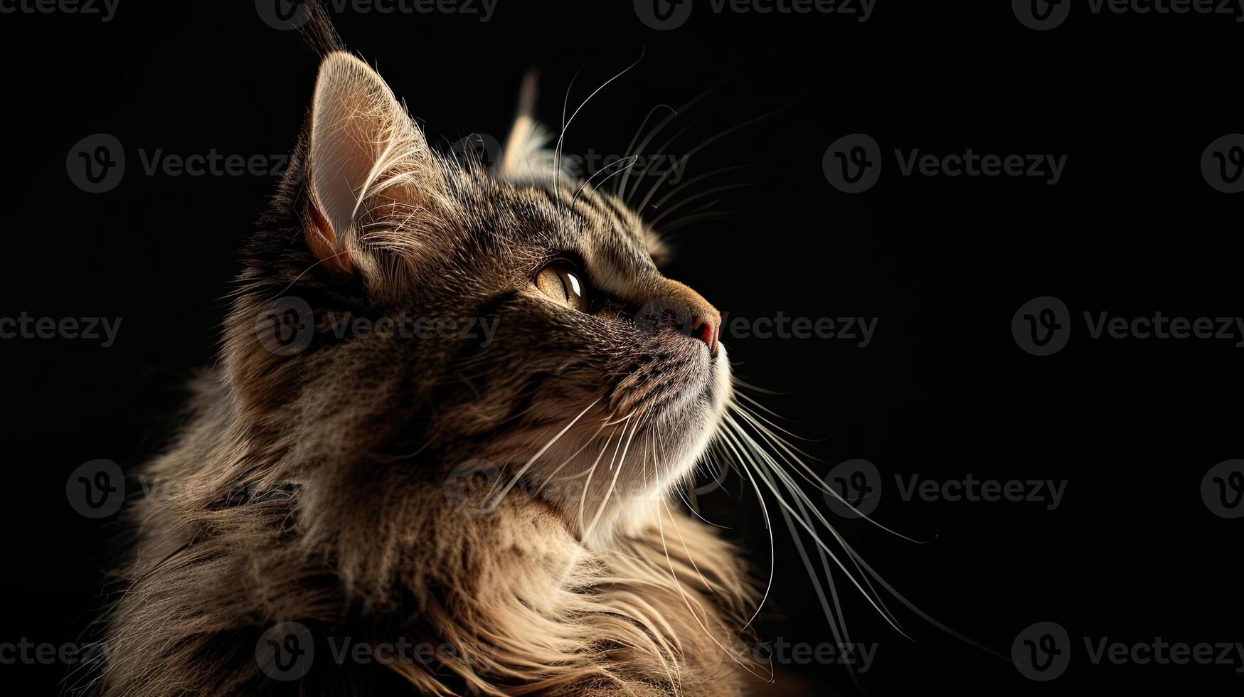 maine coon cat isolated on black background photo