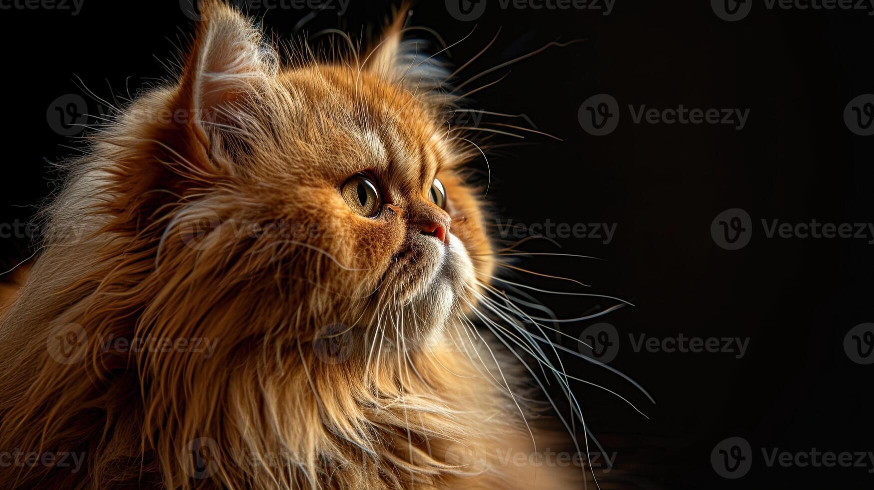 persian cat isolated on black background photo