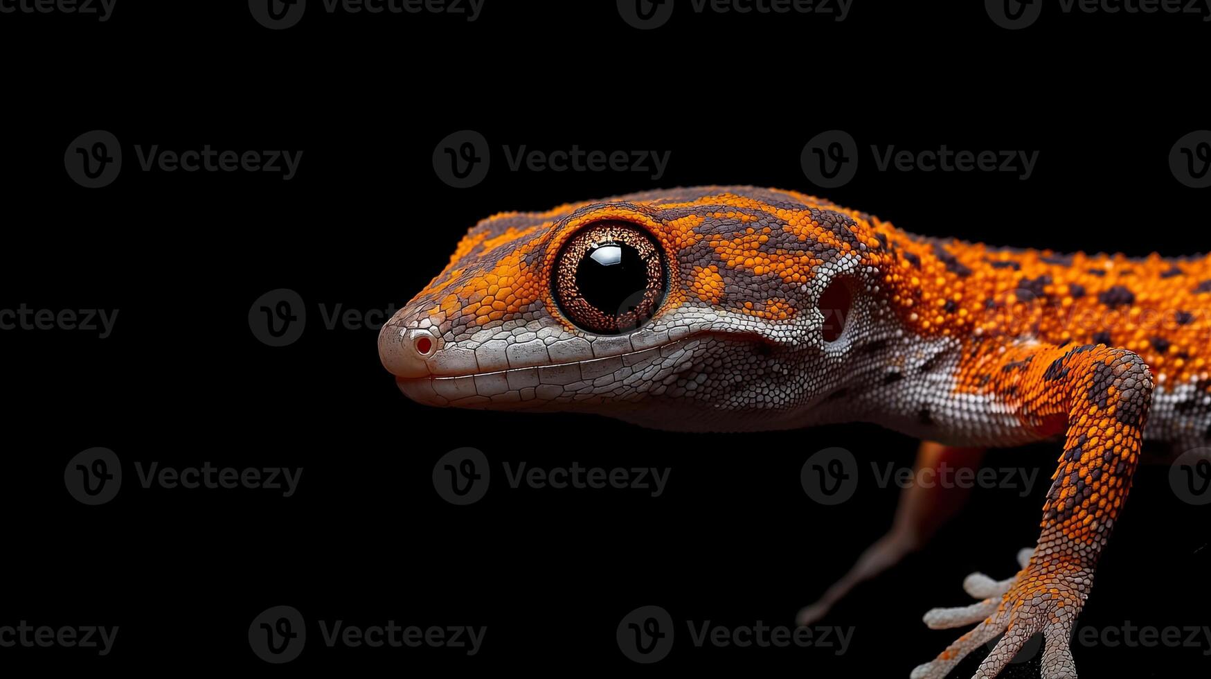 Gecko isolated on black background photo