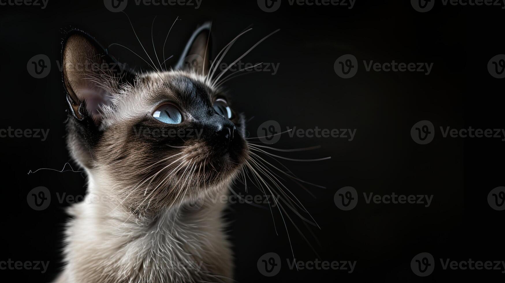 siamese cat isolated on black background photo