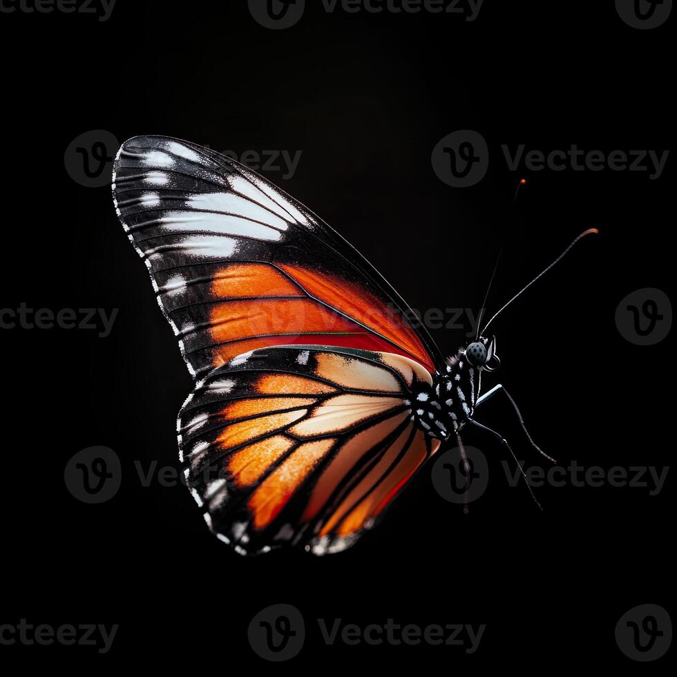 Butterfly isolated on black background photo