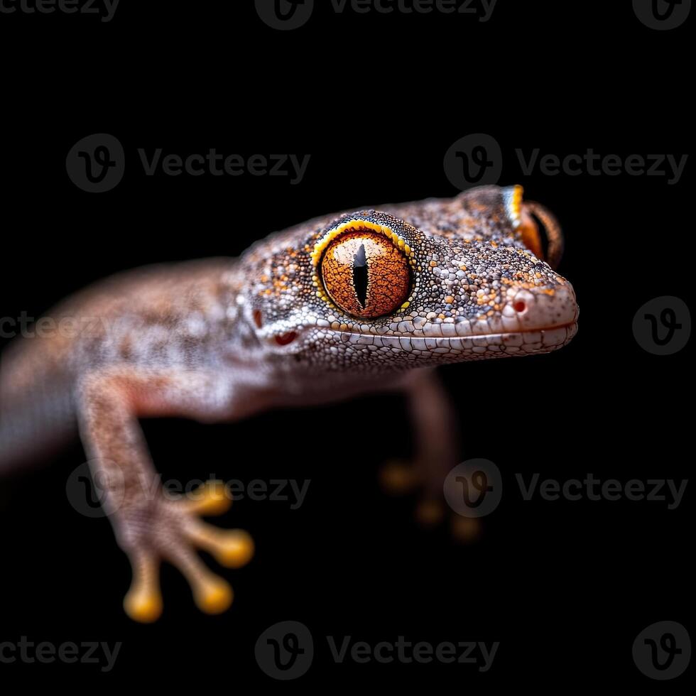 Gecko isolated on black background photo