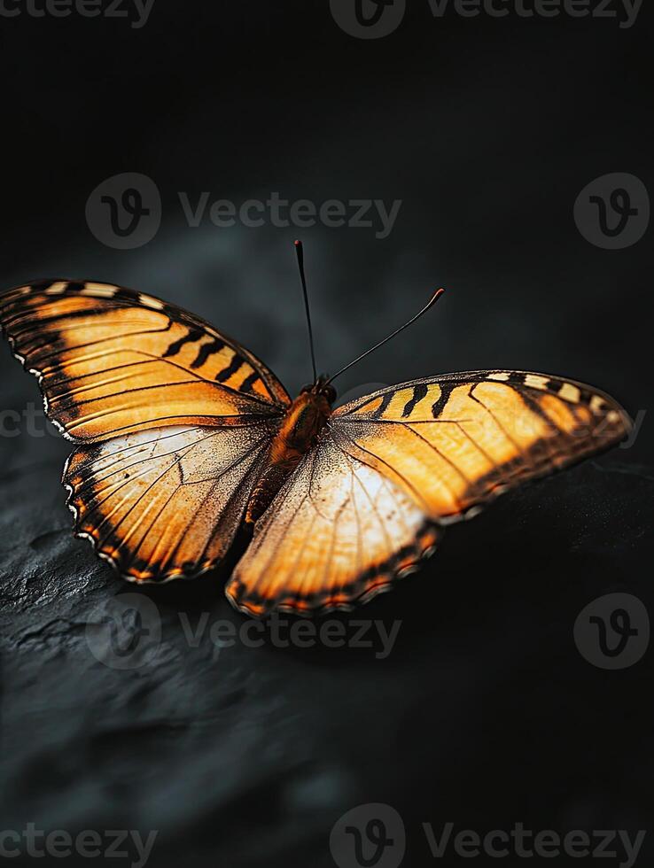 Butterfly isolated on black background photo