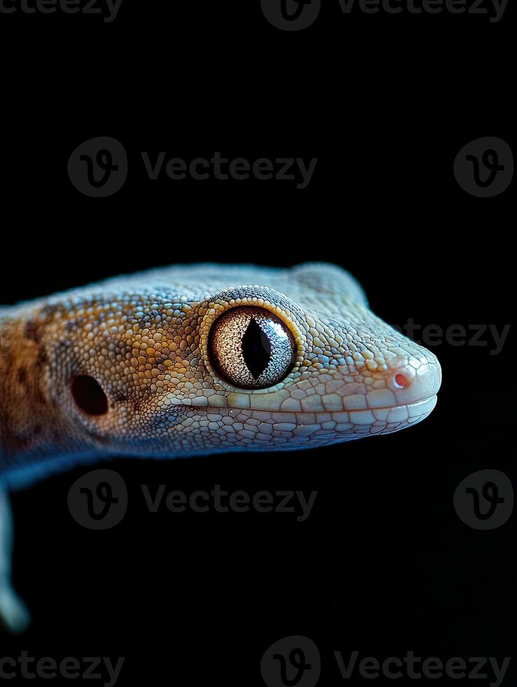 Gecko isolated on black background photo