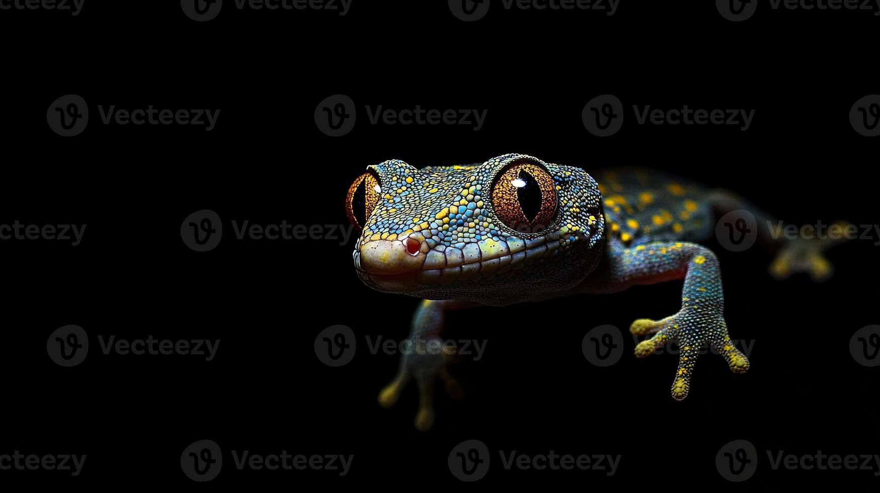 Gecko isolated on black background photo