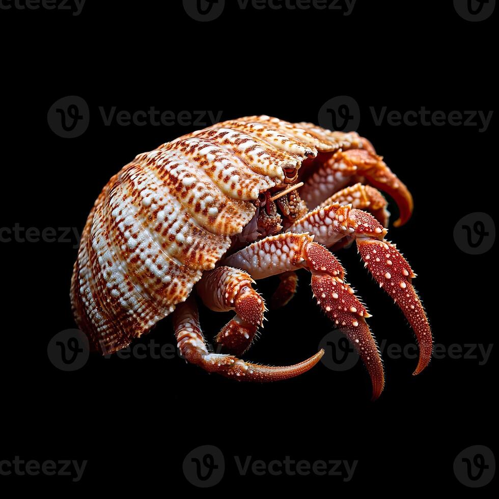 Hermit Crab isolated on black background photo