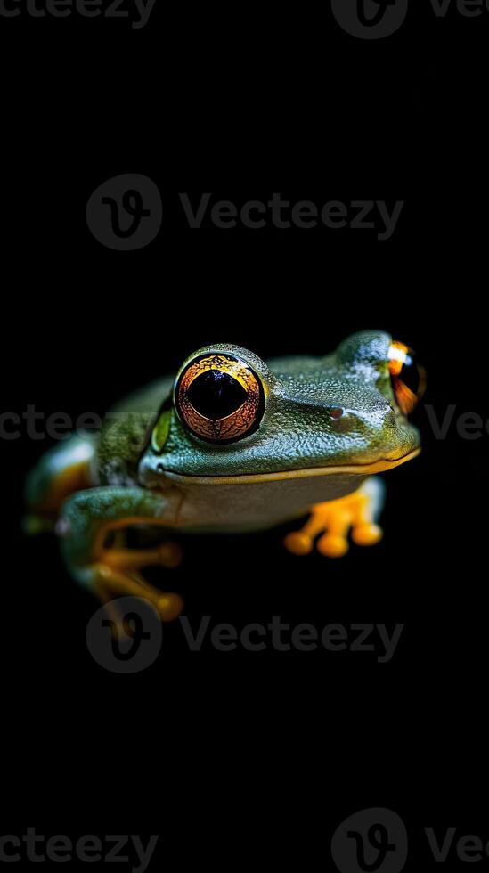 Frog isolated on black background photo