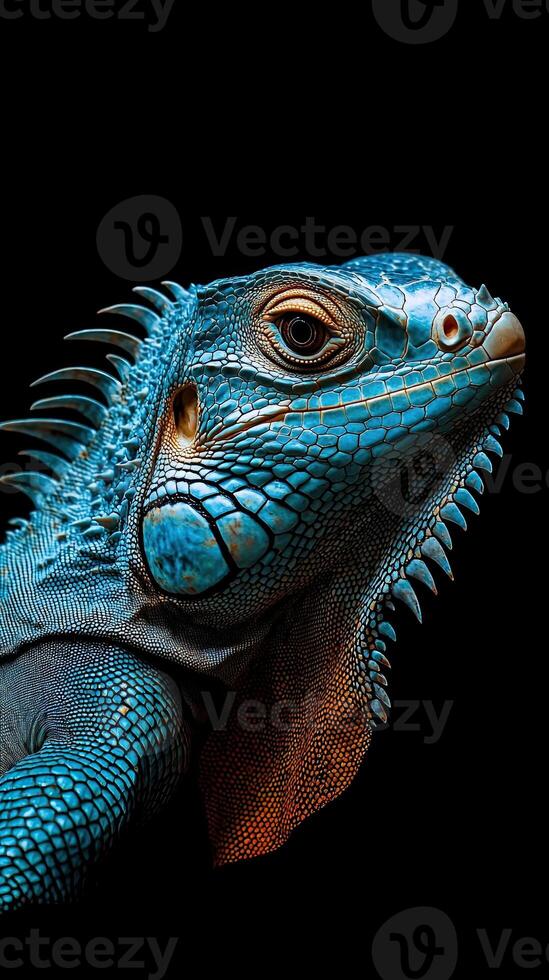 Iguana isolated on black background photo