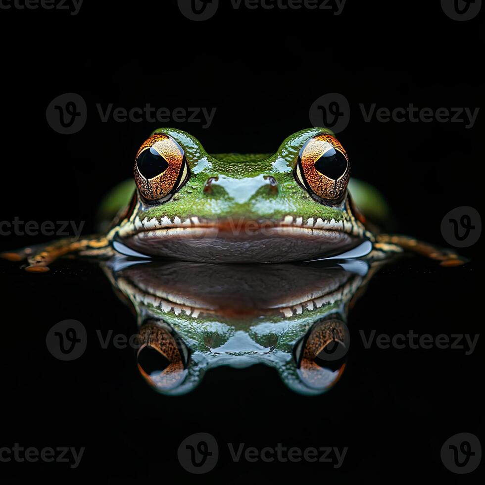 Frog isolated on black background photo
