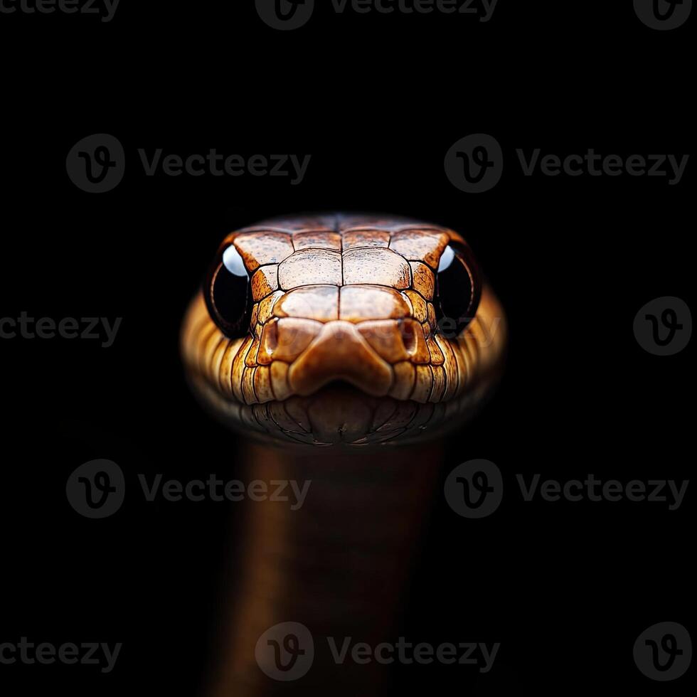 Snake isolated on black background photo