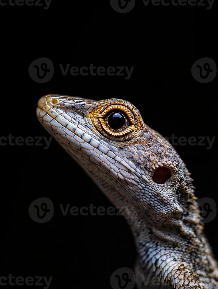 Lizard isolated on black background photo