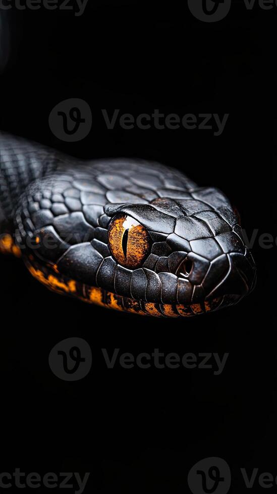 Snake isolated on black background photo