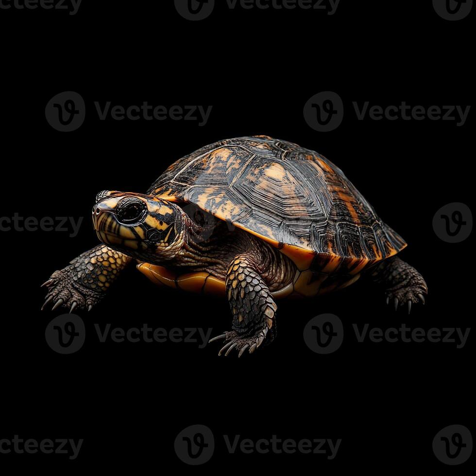 Turtle isolated on black background photo