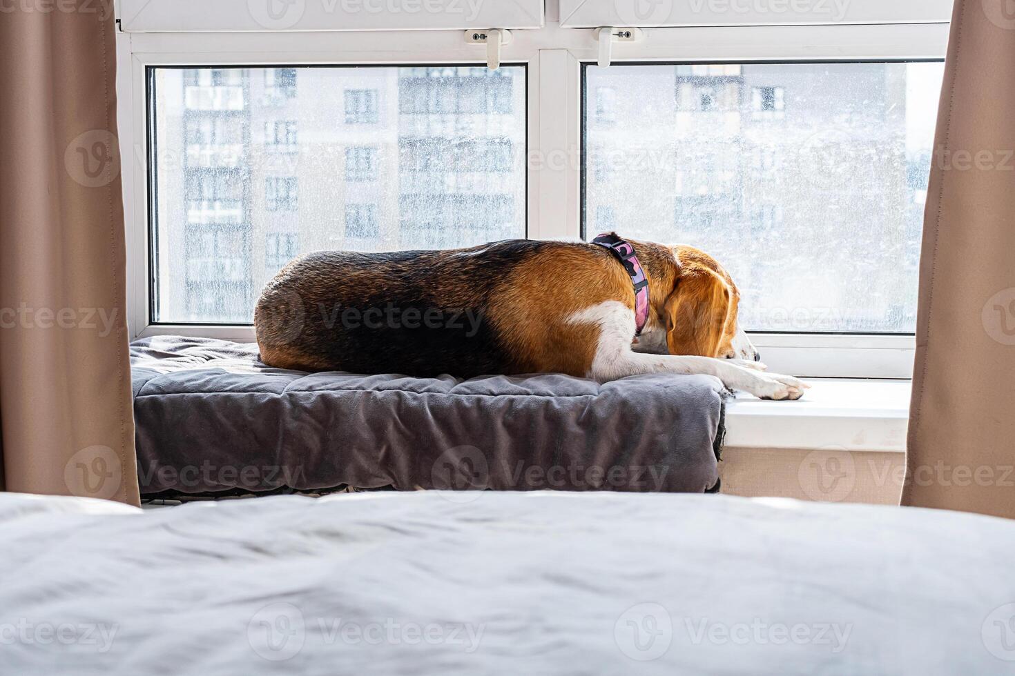 Beagle with colorful collar is lying on cushioned surface basking in the sunlight through window. photo