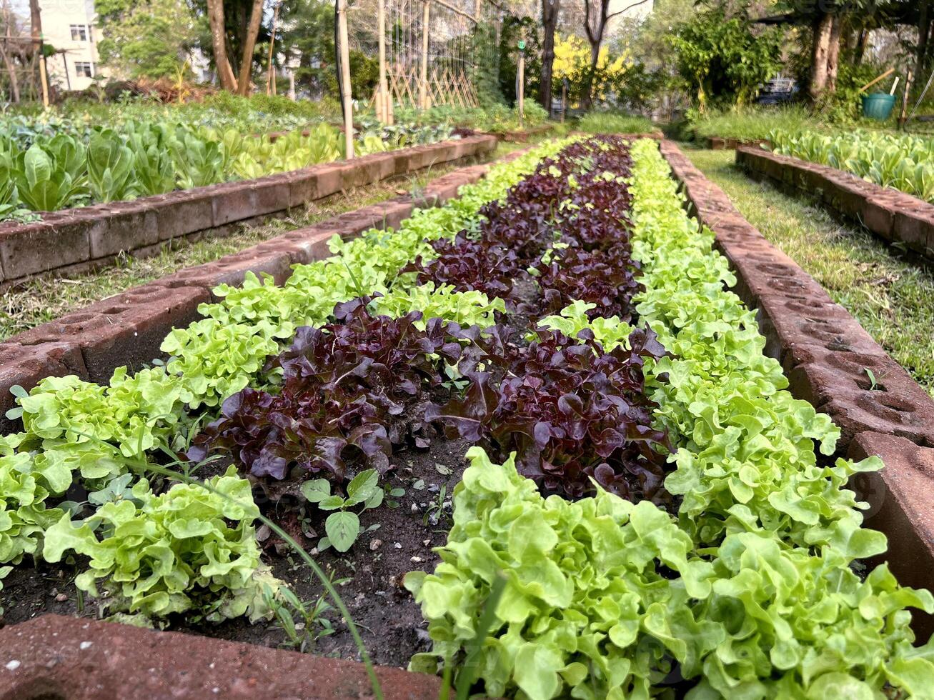 Closeup fresh organic Salad vegetable in a rows ready to harvest. Salad plants in greenhouse with automatic irrigation watering system. photo