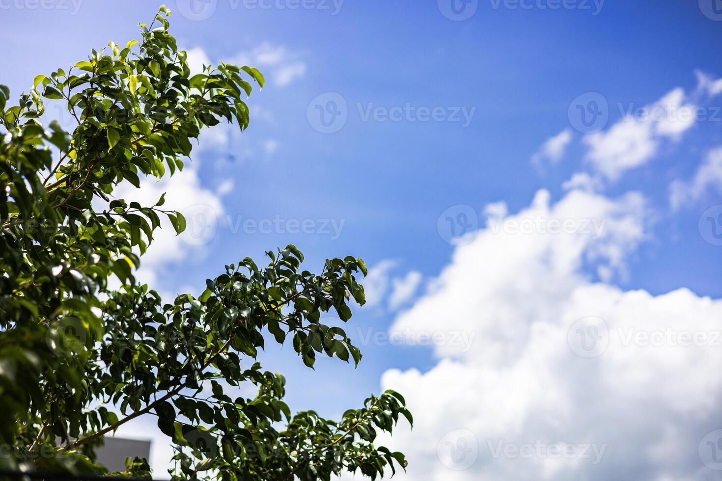 Green Leaves And Branches On A Tree Against A Cloudy Sky photo