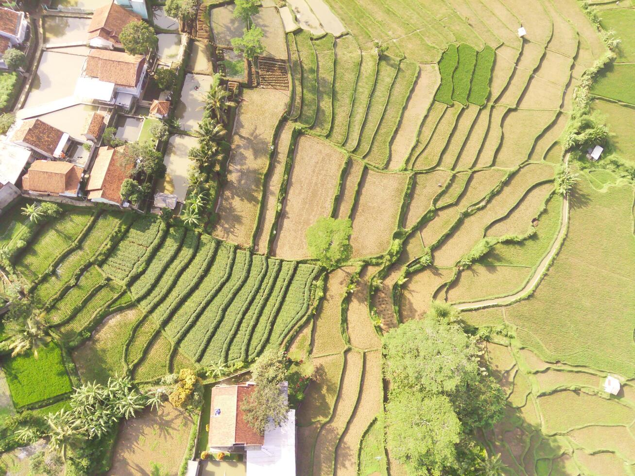 Bird eye view of terraced rice fields from a height of 200 meters. Agricultural Industry. Panoramic Landscape. Graphic Resources. Above. Drone Photography. Aerial Landscape Photography Concept photo