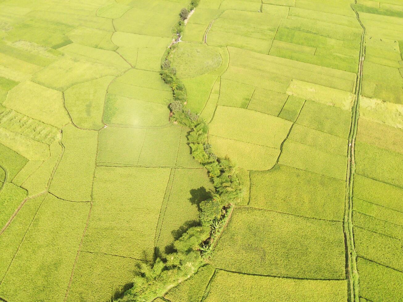 Aerial shot Irrigation channel covered by trees in the middle of Rice Field Patch. Business and economy. Agriculture Industry. Graphic Resources. Natural scenery. Wallpaper Backgrounds. Photography photo