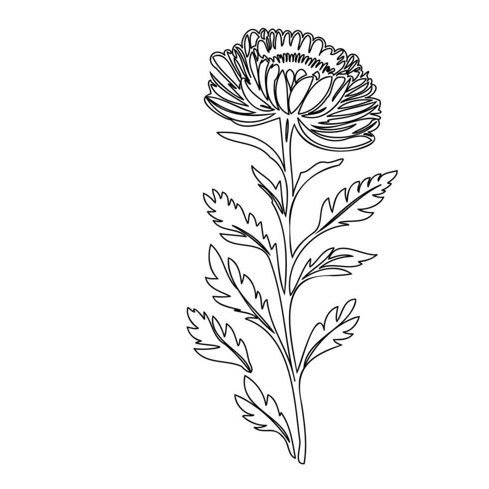 Carnation flower plant illustration sketch outline vector