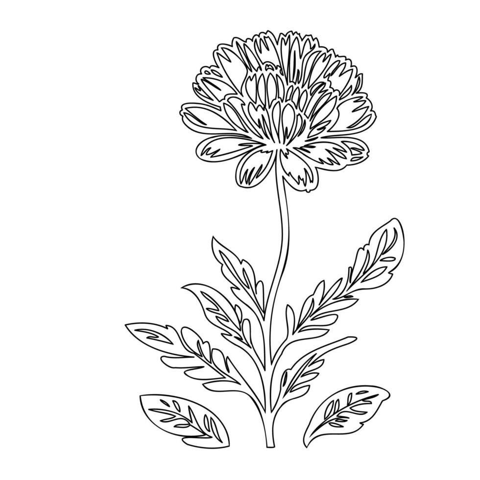 Carnation flower plant illustration sketch outline vector