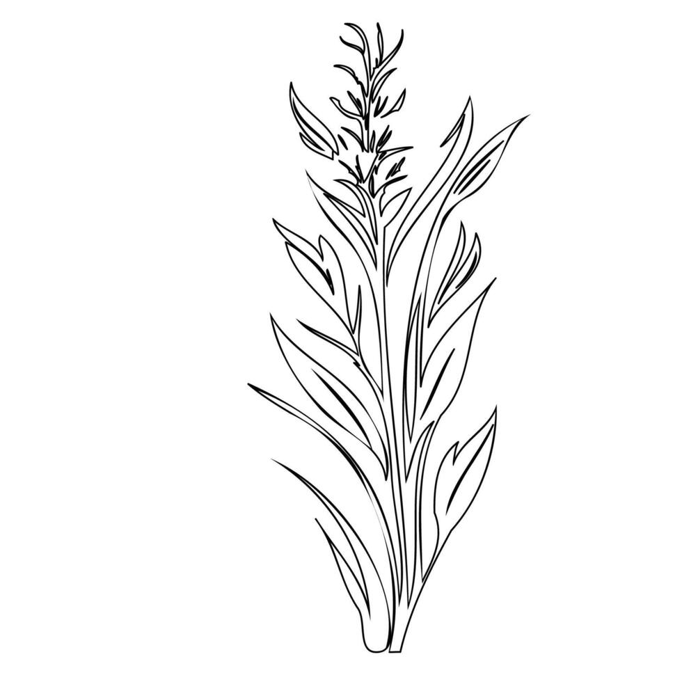 Gladiolus flower plant illustration sketch outline vector