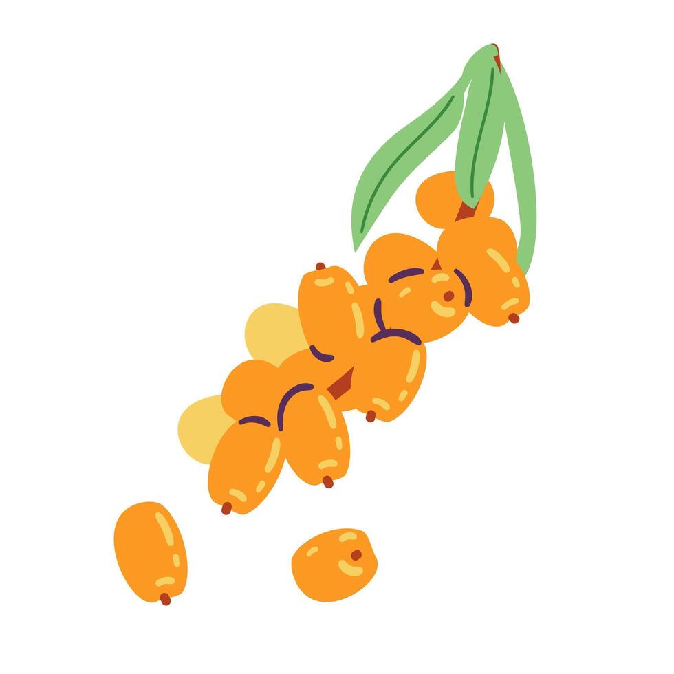 Sea-buckthorn illustration isolated on white. vector