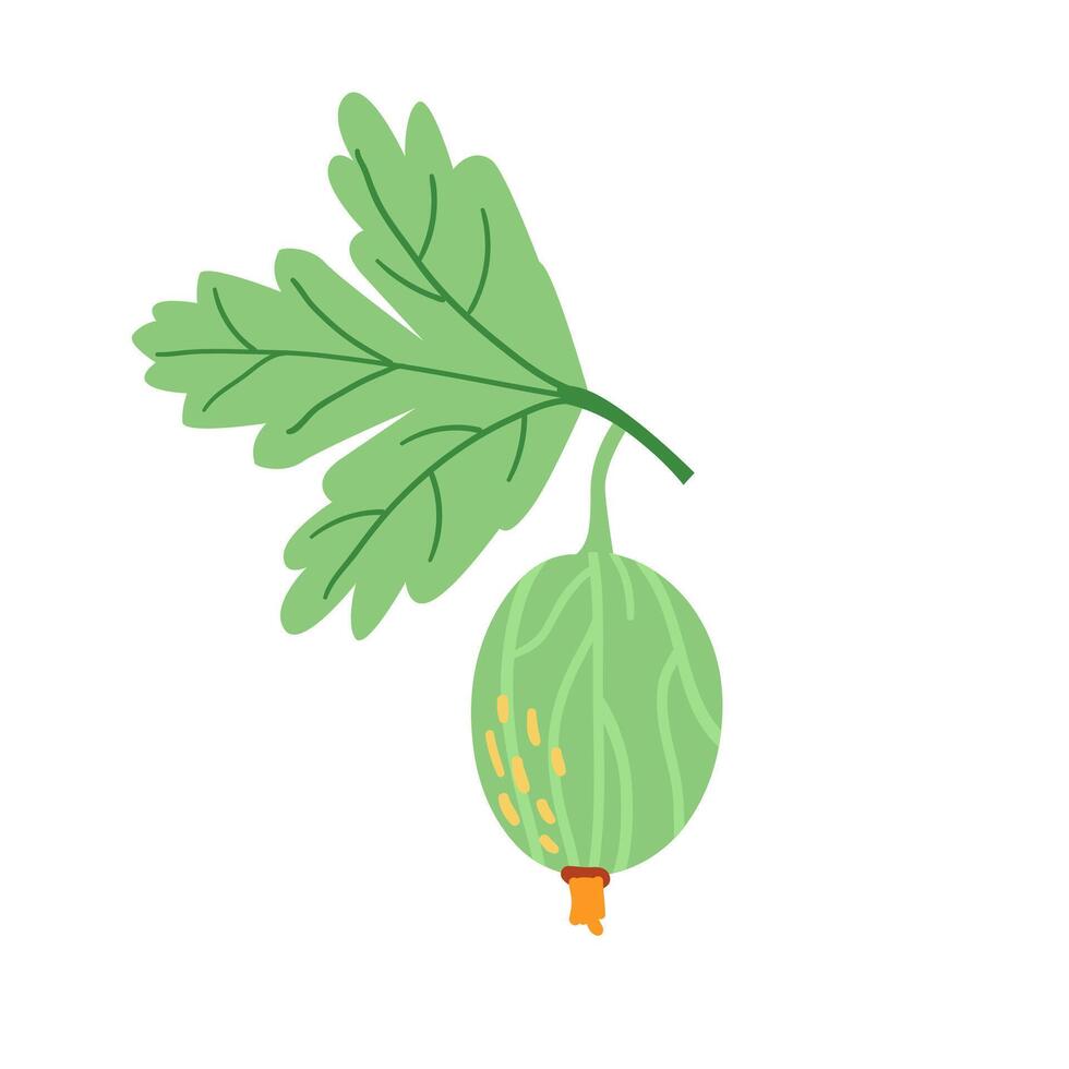 Gooseberry with leaf illustration isolated on white. vector
