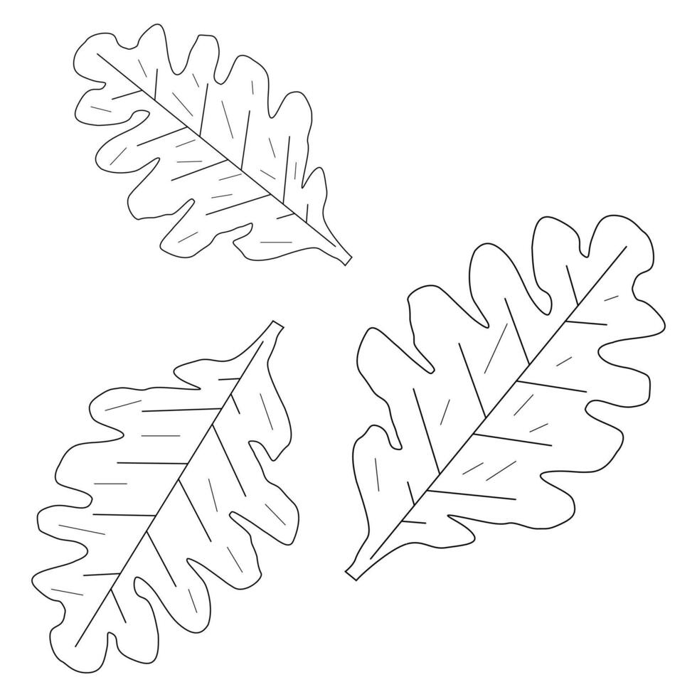 Detailed oak leaves for a fall-themed coloring page. Perfect for kids and adults to enjoy and relax. vector