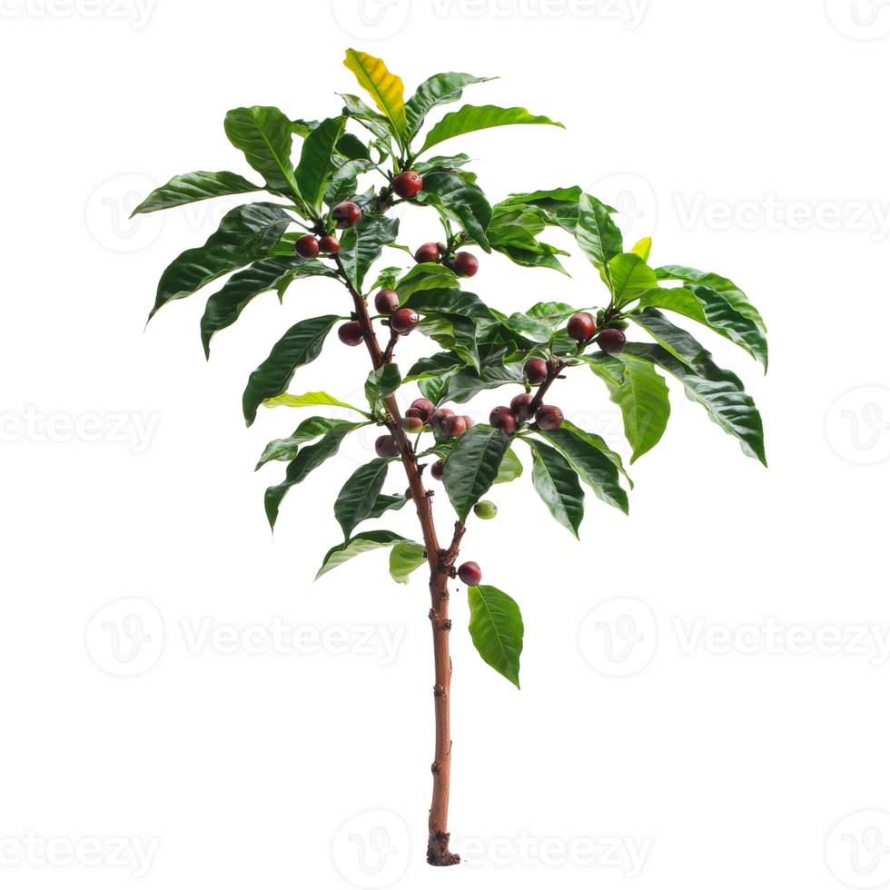Coffee tree with ripe cherries in bright lighting png